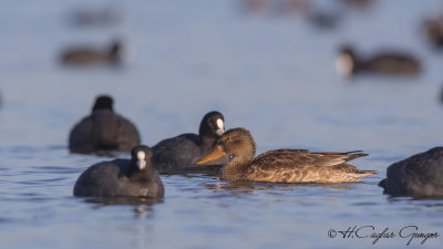 Northern Shoveler - Anas clypeata - Kaşıkgaga