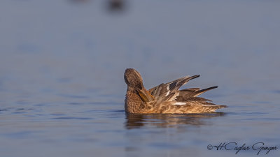 Northern Shoveler - Anas clypeata - Kaşıkgaga