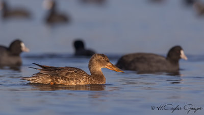 Northern Shoveler - Anas clypeata - Kaşıkgaga