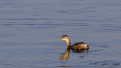 Little Grebe - Tachybaptus ruficollis - Küçük batağan