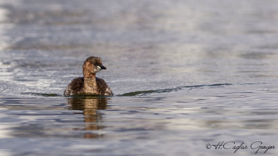 Little Grebe - Tachybaptus ruficollis - Küçük batağan