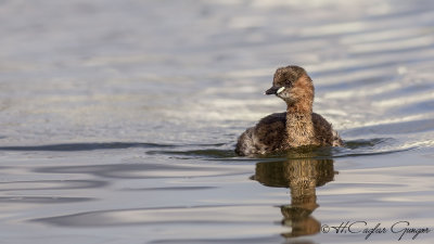 Little Grebe - Tachybaptus ruficollis - Küçük batağan