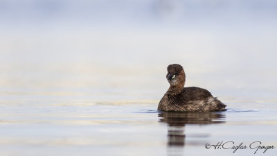 Little Grebe - Tachybaptus ruficollis - Küçük batağan