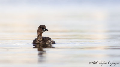 Little Grebe - Tachybaptus ruficollis - Küçük batağan