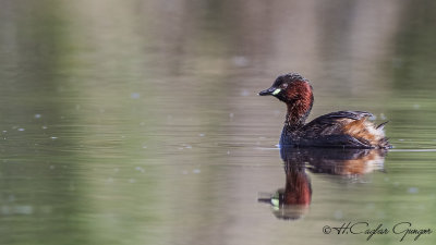 Little Grebe - Tachybaptus ruficollis - Küçük batağan