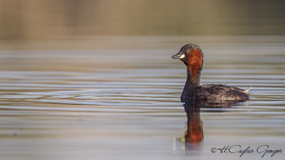 Little Grebe - Tachybaptus ruficollis - Küçük batağan