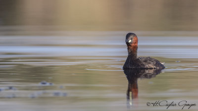 Little Grebe - Tachybaptus ruficollis - Küçük batağan