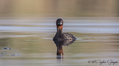 Little Grebe - Tachybaptus ruficollis - Küçük batağan