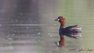 Little Grebe - Tachybaptus ruficollis - Küçük batağan