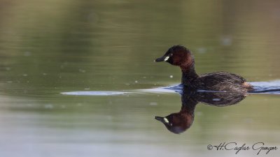 Little Grebe - Tachybaptus ruficollis - Küçük batağan