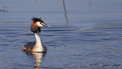 Great Crested Grebe - Podiceps cristatus - Bahri