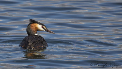 Great Crested Grebe - Podiceps cristatus - Bahri