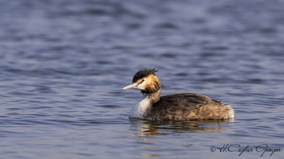 Great Crested Grebe - Podiceps cristatus - Bahri