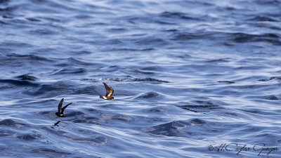 European Storm Petrel - Hydrobates pelagicus - Fırtınakırlangıcı