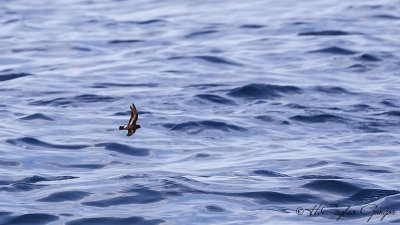European Storm Petrel - Hydrobates pelagicus - Fırtınakırlangıcı