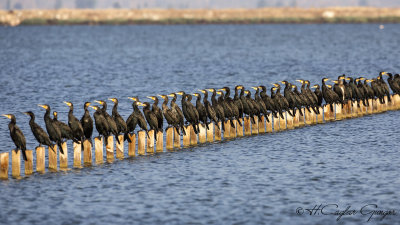Great Cormorant - Phalacrocorax carbo - Karabatak