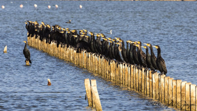 Great Cormorant - Phalacrocorax carbo - Karabatak
