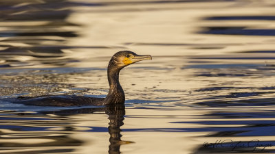 Great Cormorant - Phalacrocorax carbo - Karabatak