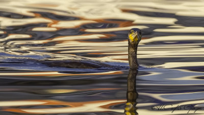 Great Cormorant - Phalacrocorax carbo - Karabatak