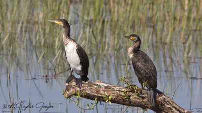 Great Cormorant - Phalacrocorax carbo - Karabatak