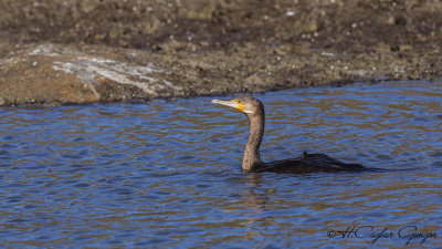 Great Cormorant - Phalacrocorax carbo - Karabatak