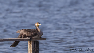 Great Cormorant - Phalacrocorax carbo - Karabatak