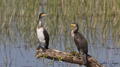 Great Cormorant - Phalacrocorax carbo - Karabatak