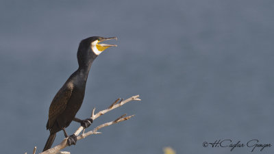 Great Cormorant - Phalacrocorax carbo - Karabatak