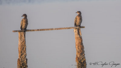 Pygmy Cormorant - Phalacrocorax pygmeus - Küçük karabatak