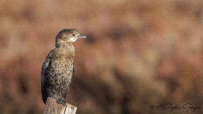 Pygmy Cormorant - Phalacrocorax pygmeus - Küçük karabatak