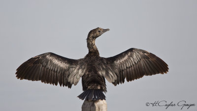 Pygmy Cormorant - Phalacrocorax pygmeus - Küçük karabatak