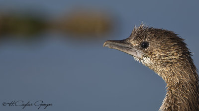 Pygmy Cormorant - Phalacrocorax pygmeus - Küçük karabatak