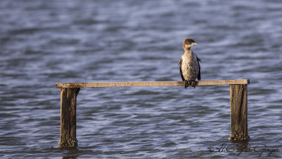 Pygmy Cormorant - Phalacrocorax pygmeus - Küçük karabatak