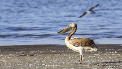Great White Pelican - Pelecanus onocrotalus - Ak pelikan
