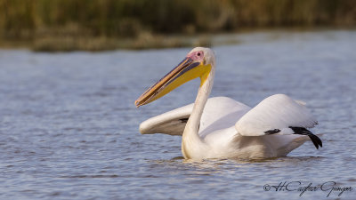 Great White Pelican - Pelecanus onocrotalus - Ak pelikan