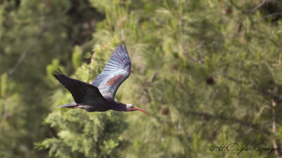 Northern Bald Ibis - Geronticus eremita - Kelaynak