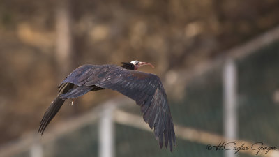 Northern Bald Ibis - Geronticus eremita - Kelaynak