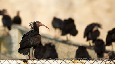 Northern Bald Ibis - Geronticus eremita - Kelaynak