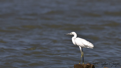 Little Egret - Egretta garzetta - Küçük ak balıkçıl