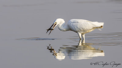 Little Egret - Egretta garzetta - Küçük ak balıkçıl