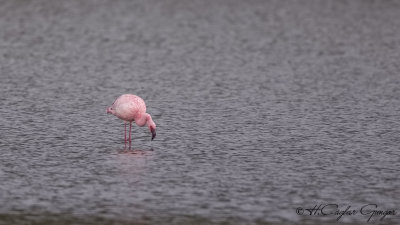 Lesser Flamingo - Phoeniconaias minor - Küçük flamingo