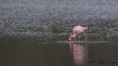 Lesser Flamingo - Phoeniconaias minor - Küçük flamingo