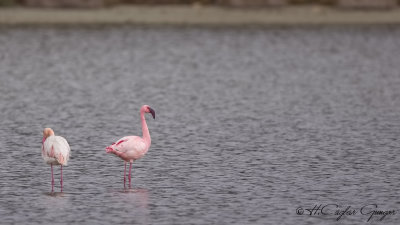 Lesser Flamingo - Phoeniconaias minor - Küçük flamingo