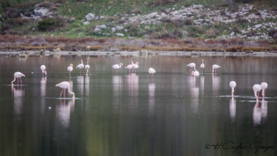 Lesser Flamingo - Phoeniconaias minor - Küçük flamingo