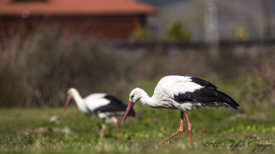 White Stork - Ciconia ciconia - Leylek