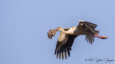 White Stork - Ciconia ciconia - Leylek