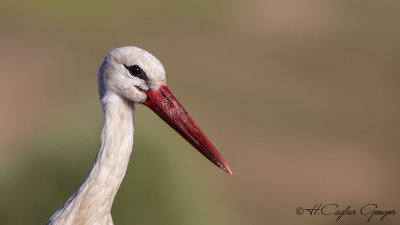 White Stork - Ciconia ciconia - Leylek