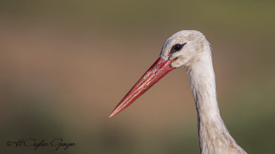 White Stork - Ciconia ciconia - Leylek