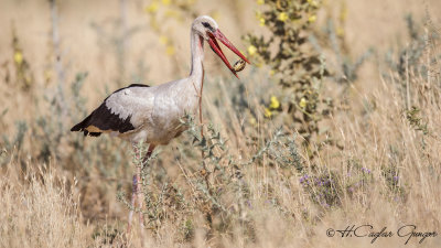 White Stork - Ciconia ciconia - Leylek