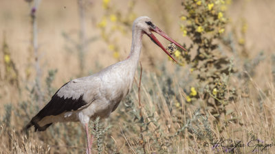 White Stork - Ciconia ciconia - Leylek